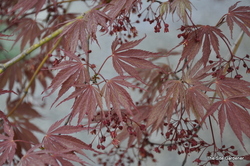 Acer palmatum 'Sherwood Flame' — photo 6